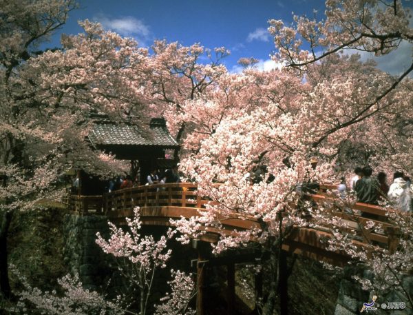 高遠城址公園　©Nagano Prefecture/©JNTO