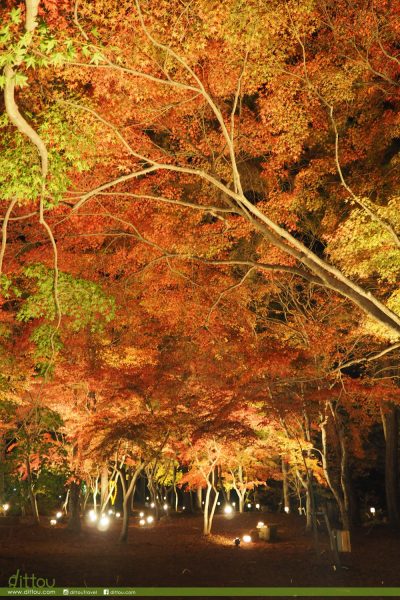 月石紅葉公園(月の石もみじ公園)