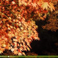 月石紅葉公園(月の石もみじ公園)