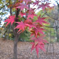 月石紅葉公園(月の石もみじ公園)