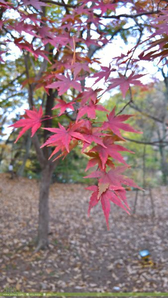 月石紅葉公園(月の石もみじ公園)